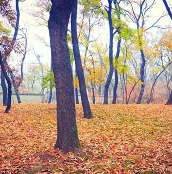 梦幻西游手游隐藏任务迷失之地攻略_梦幻西游手游迷失之地隐藏任务全攻略