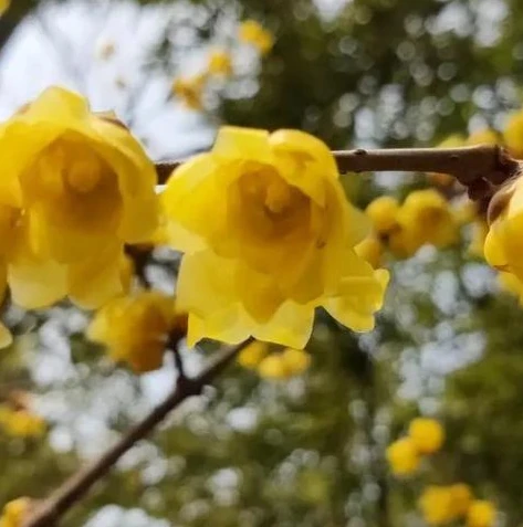 荒野行动唯一赢家头发_荒野行动唯一赢家，策略、技巧与坚韧的胜利