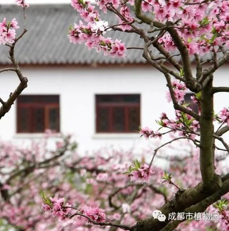 梦幻西游手游桃源仙子在哪打_探寻梦幻西游手游中桃源仙子的所在之处