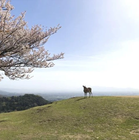 梦幻西游手游礼包激活码2020年_梦幻西游手游2020礼包激活码全解析，超值福利一网打尽