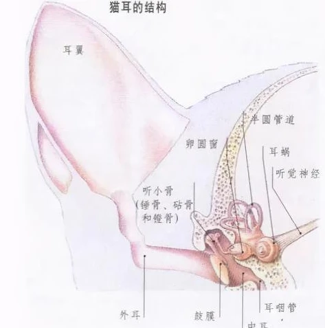 天涯明月刀猫耳朵怎么得_天涯明月刀猫耳朵获取全攻略