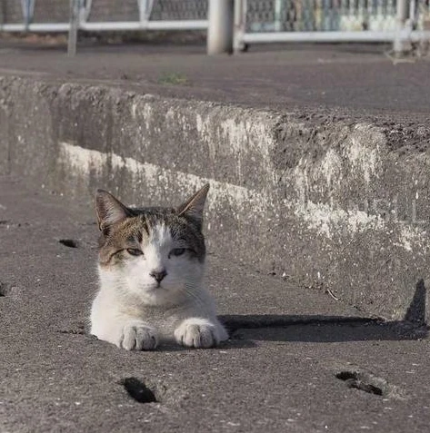 梦幻手游里的时光猫_梦幻西游手游时光猫，养大之后的多重惊喜与独特作用