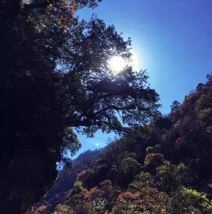 明日之后小树枝从哪儿弄出来_明日之后，小树枝获取全攻略