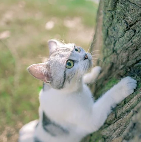 创造与魔法猫在哪 猫怎么捕捉_创造与魔法，猫的获取全攻略，捕捉地点与方法大揭秘