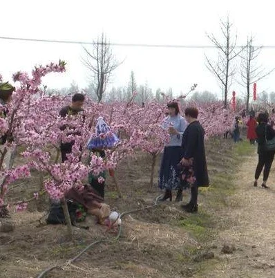 桃花源记激活码兑换_桃花源记手游，激活码领取、兑换全攻略及游戏魅力深度解析