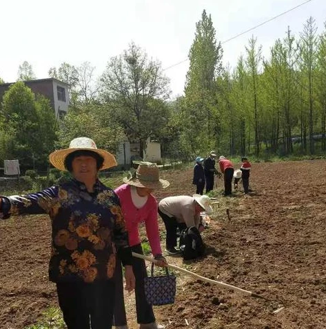 三国志战略版洛阳弓战法搭配_三国志战略版洛阳弓，战法搭配全解析与实战应用