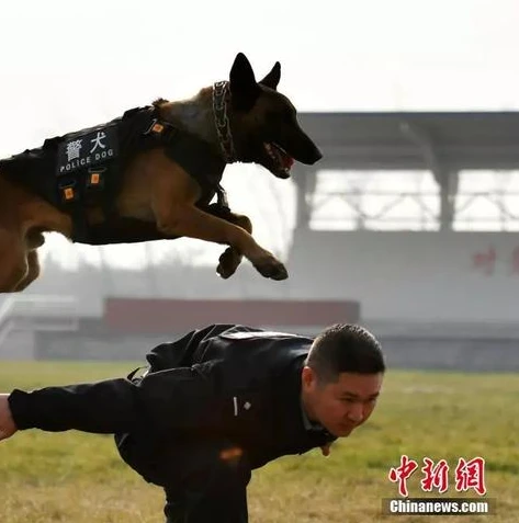 和平精英小新直播间_热血激战，走进和平精英小新直播间的精彩世界