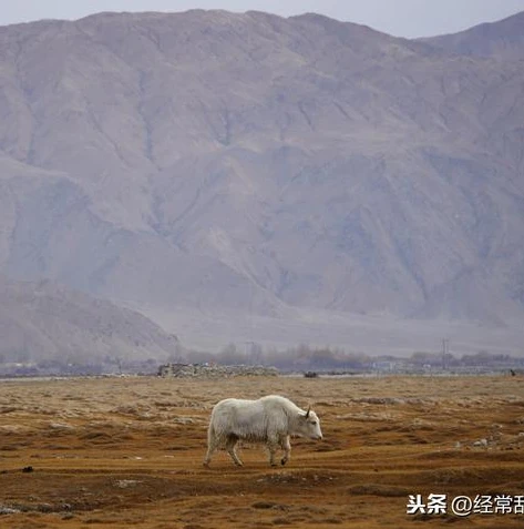 荒野行动升级版通行证_荒野行动升级版，通行证背后的全新冒险之旅